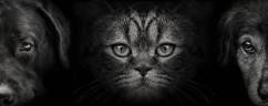 Why A Cat Vet? Cats Are Not Small Dogs