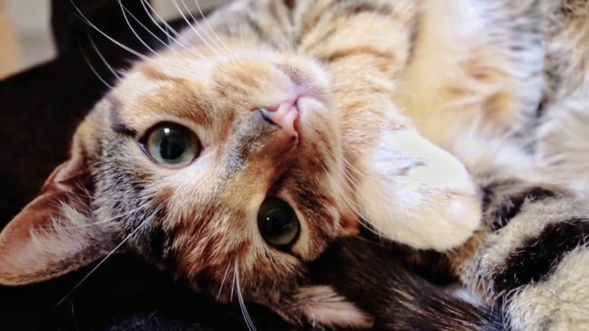 Video: Cats are both predator and prey
