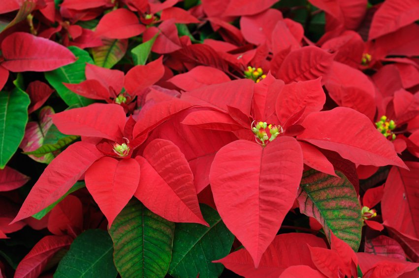 Red poinsettia flowers and cats