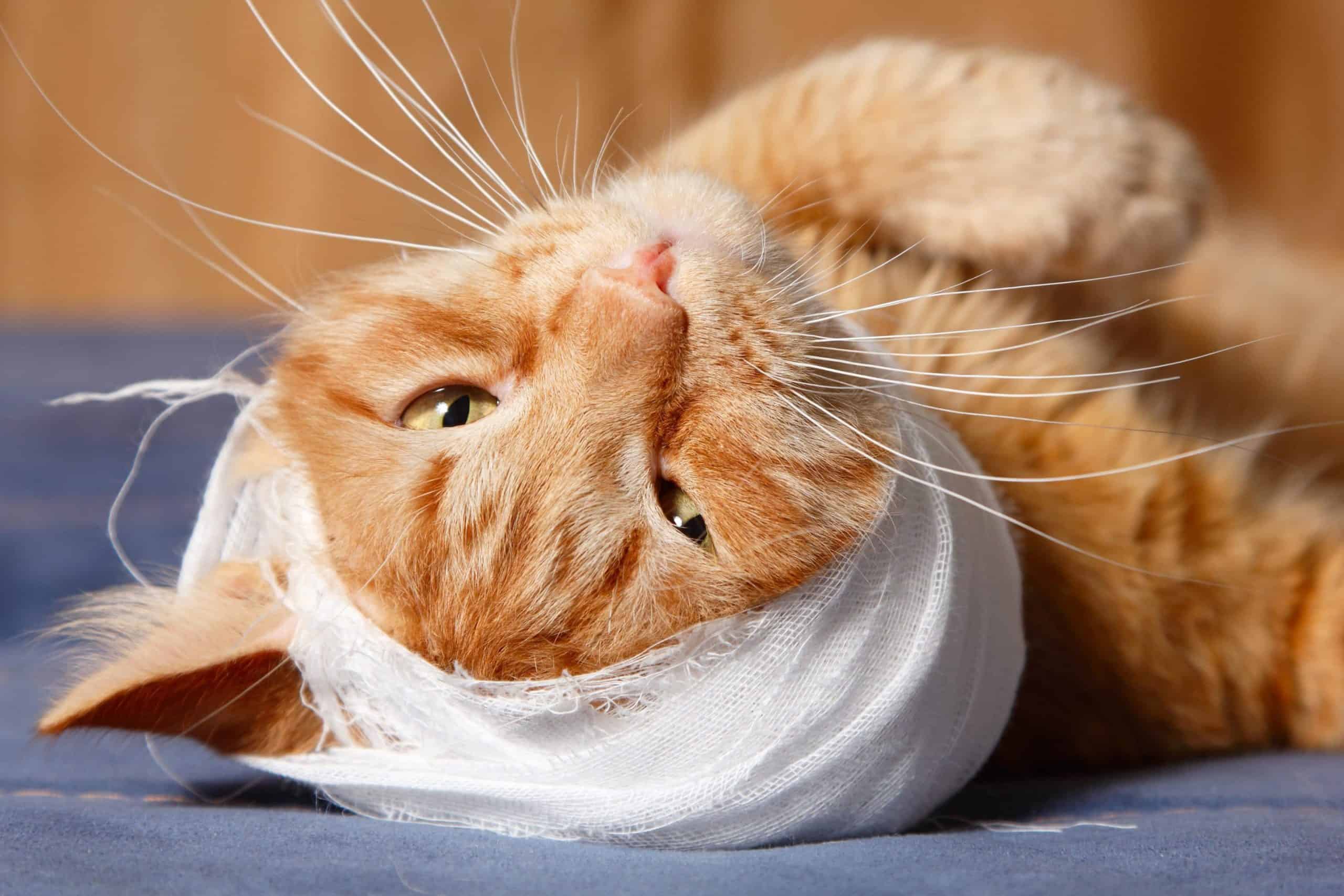 Feline Toothaches and Pain Detection