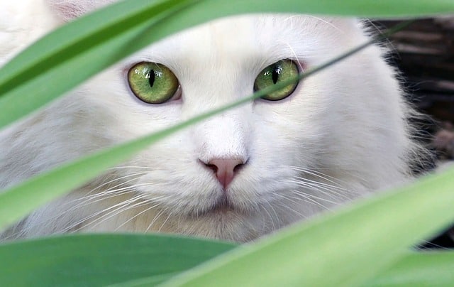 Video: A Cat’s Age