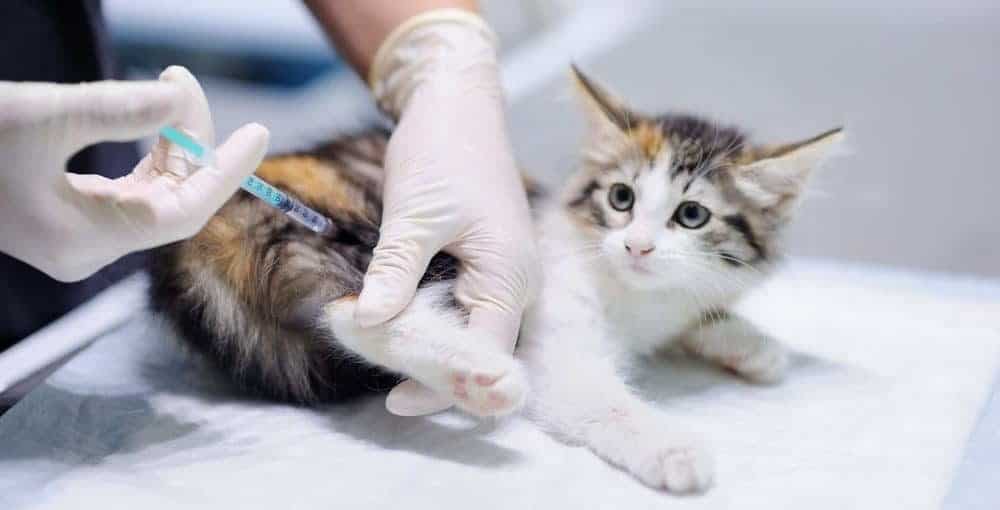 Feline Vaccinations
