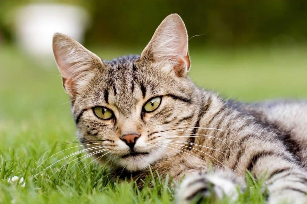 Other Feline Vaccines