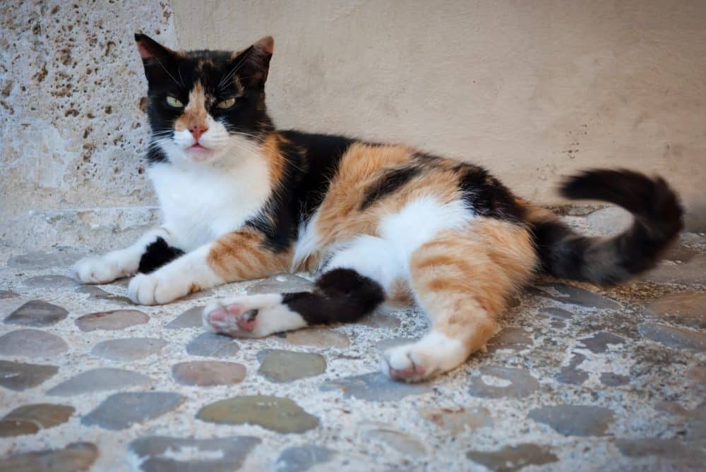 Feline Infectious Diseases and Prevention