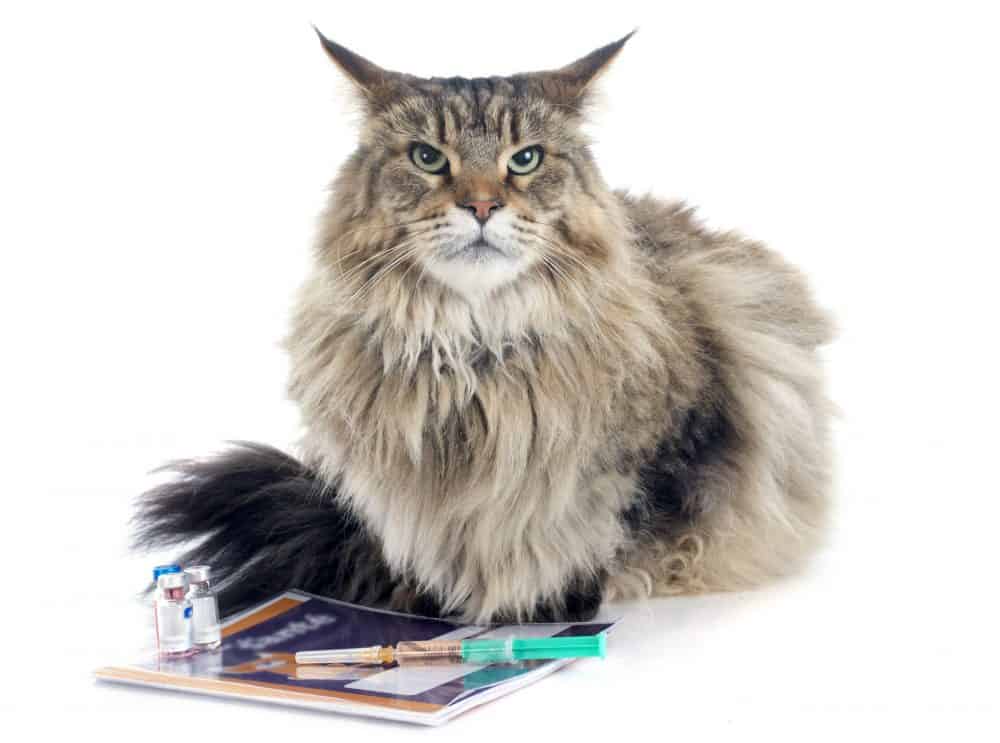 Video: Feline Vaccination Risks