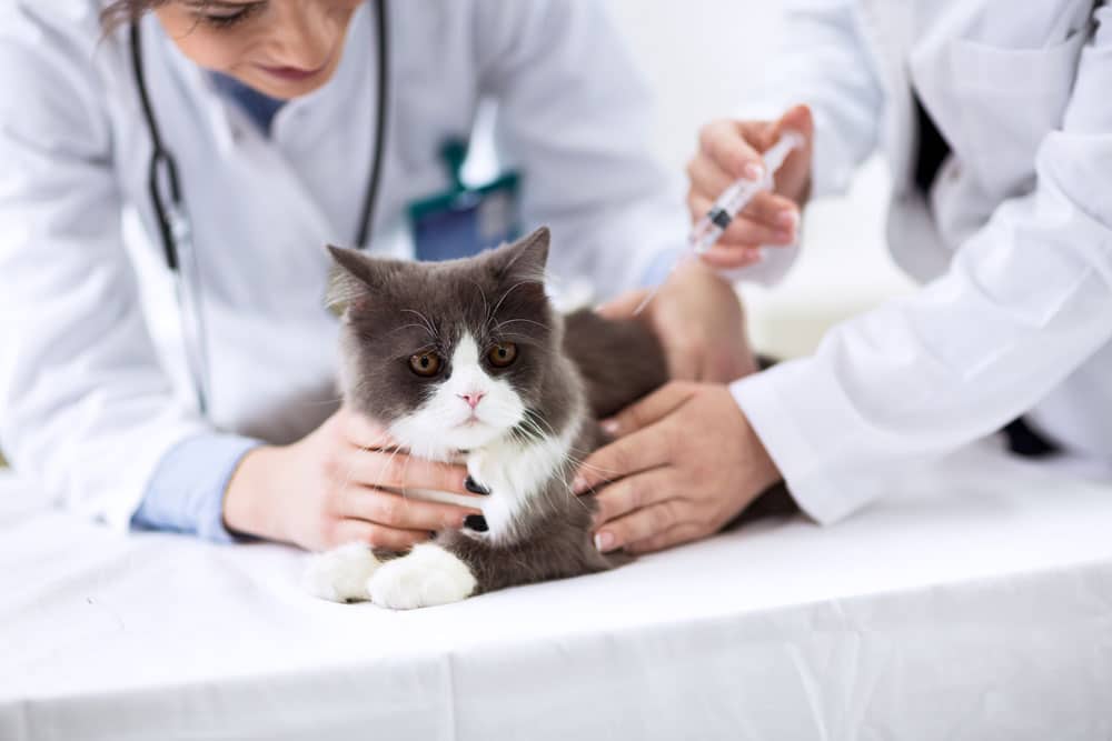 Video: Minimizing Feline Vaccination Risks