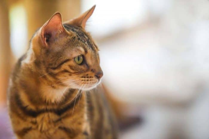 Video: 5 Reasons to Take Your Cat to the Vet