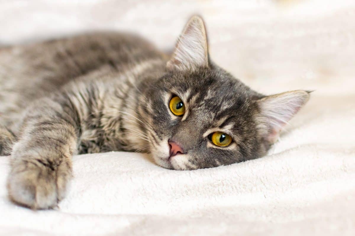 20 Signs Your Cat May Be Sick