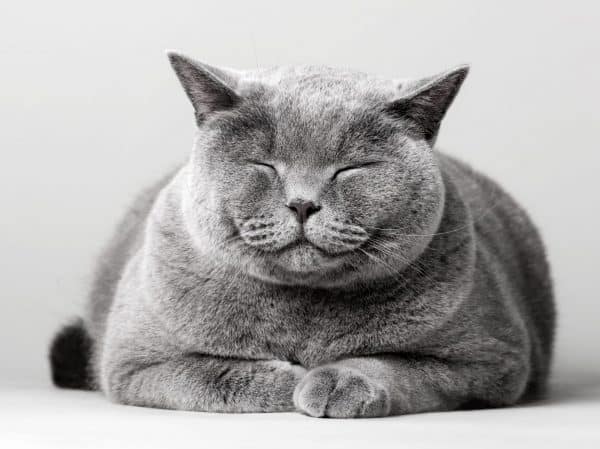 Feline Pain Management "Meatloaf"