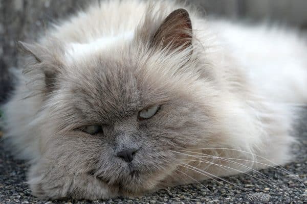 Feline Pain Management