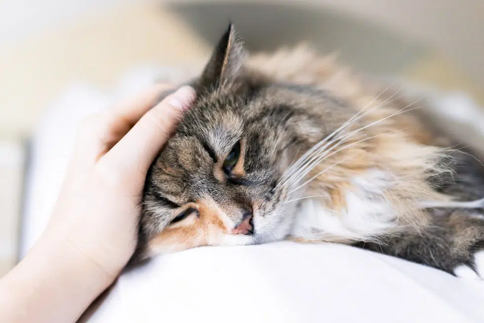 Scaredy Cat: Feline Anxiety and Related Issues - Animal Medical