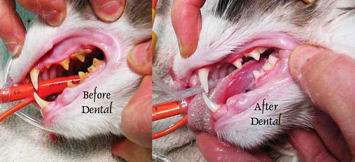 cat tarter buildup - before and after dental cleaning