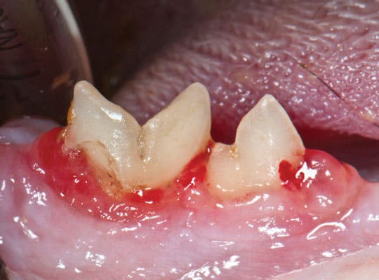 Cat Dental - Resorptive Lesions 