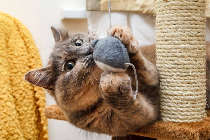 Video: Vomiting Hairballs Isn’t Normal