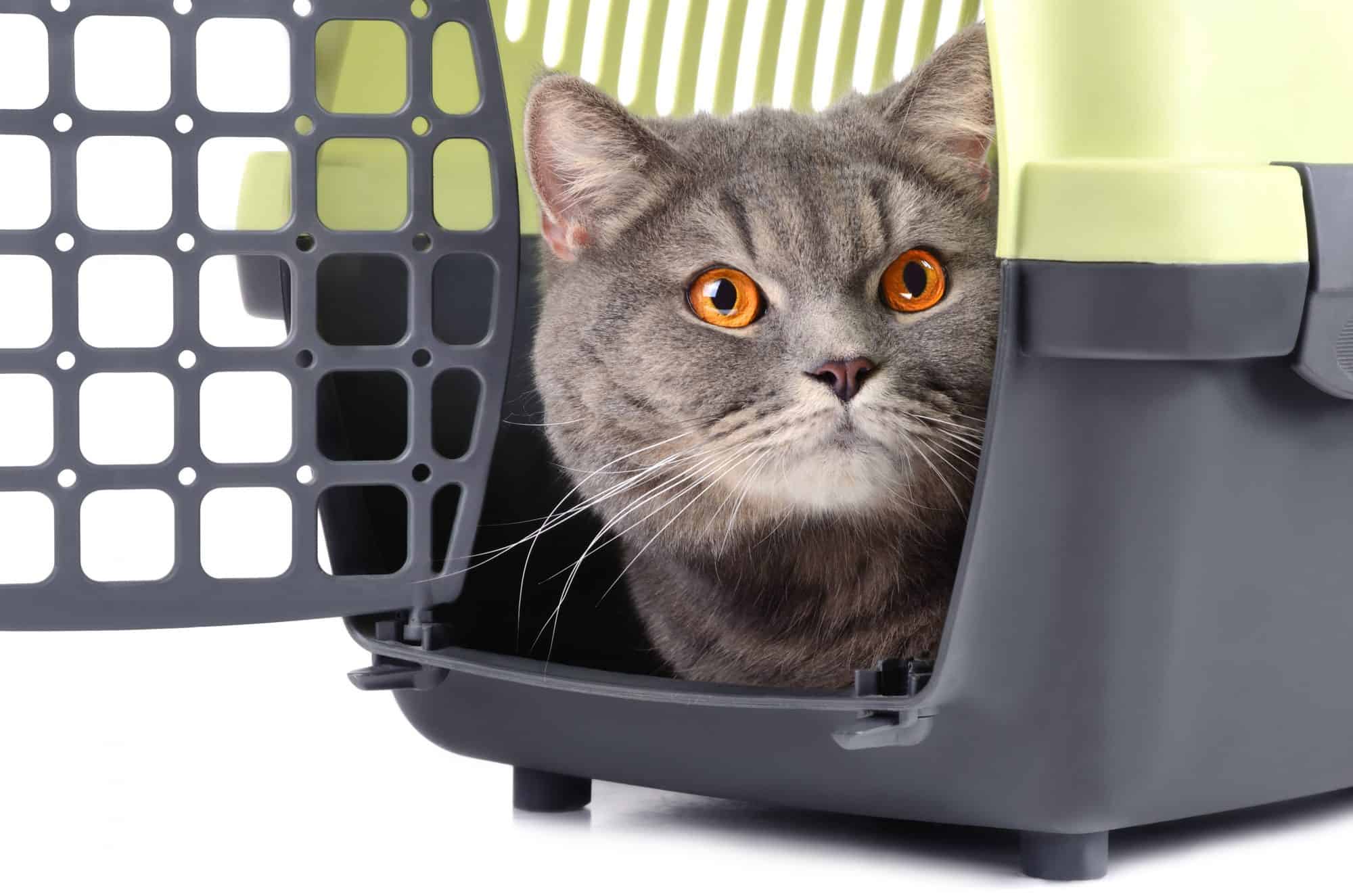 https://www.uniquelycats.com/blog/wp-content/uploads/2022/03/Cat-relaxing-in-carrier-2000x1325.jpeg