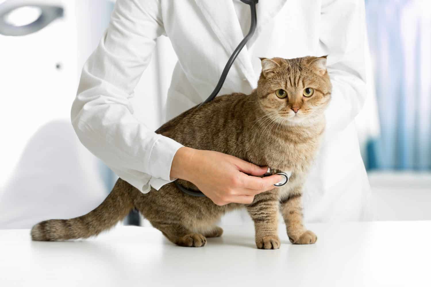 Cat Vet