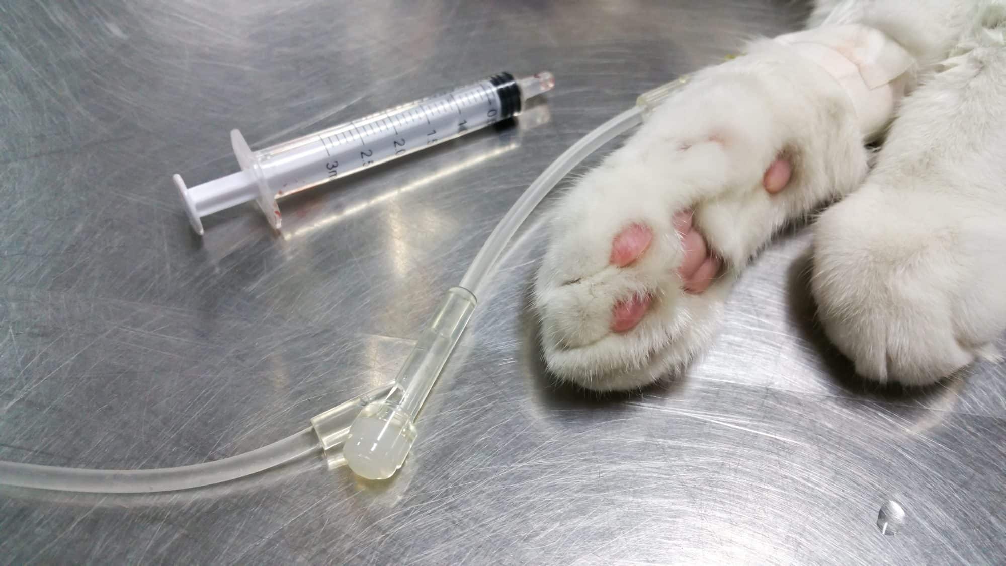 Cat with catheter for feline anesthesia