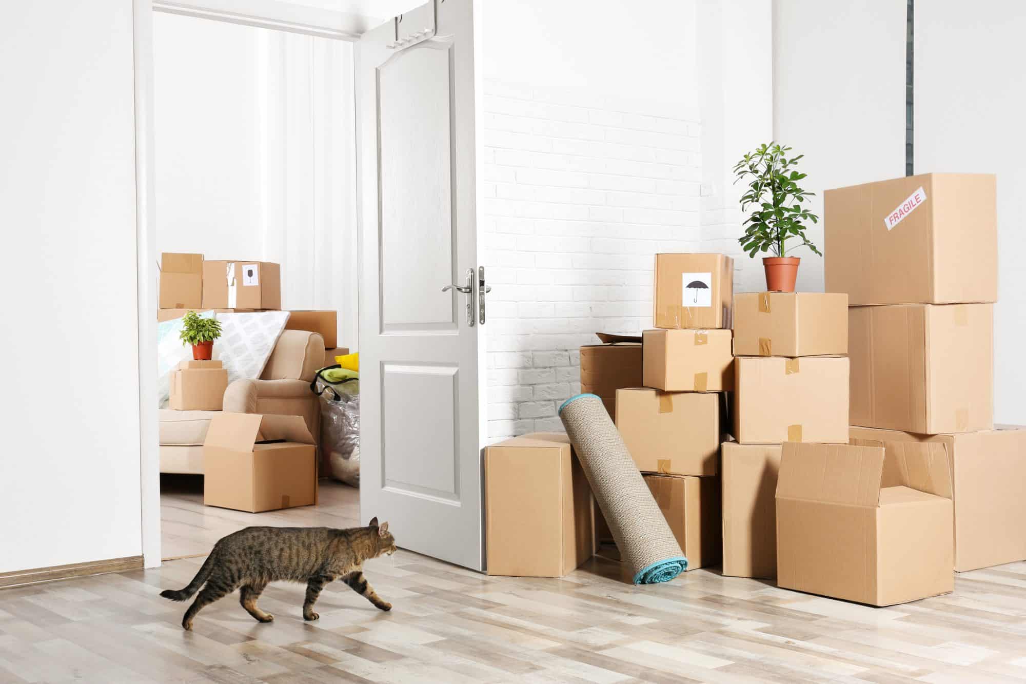 Moving cats to new house