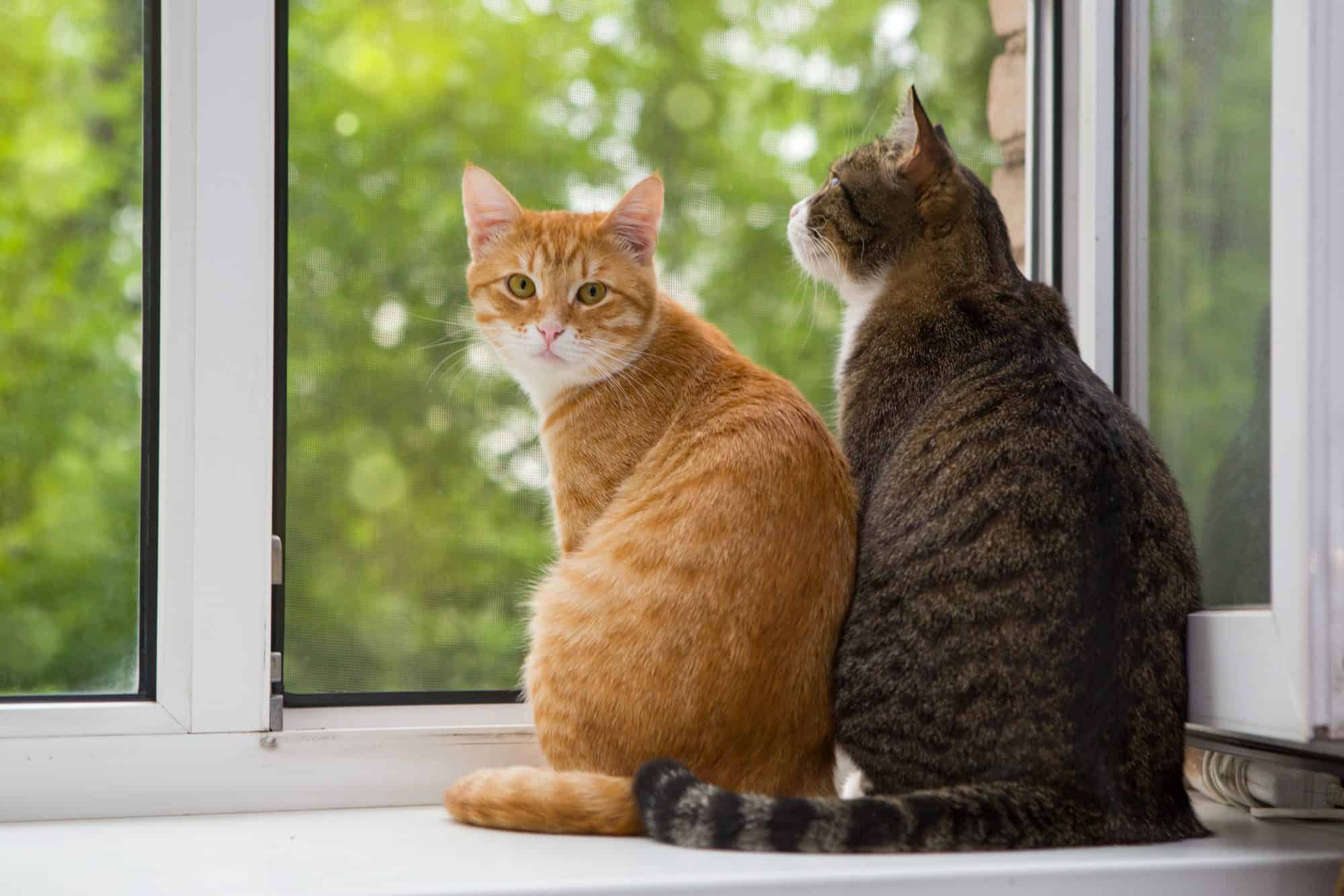 Cats sitting in window of new house