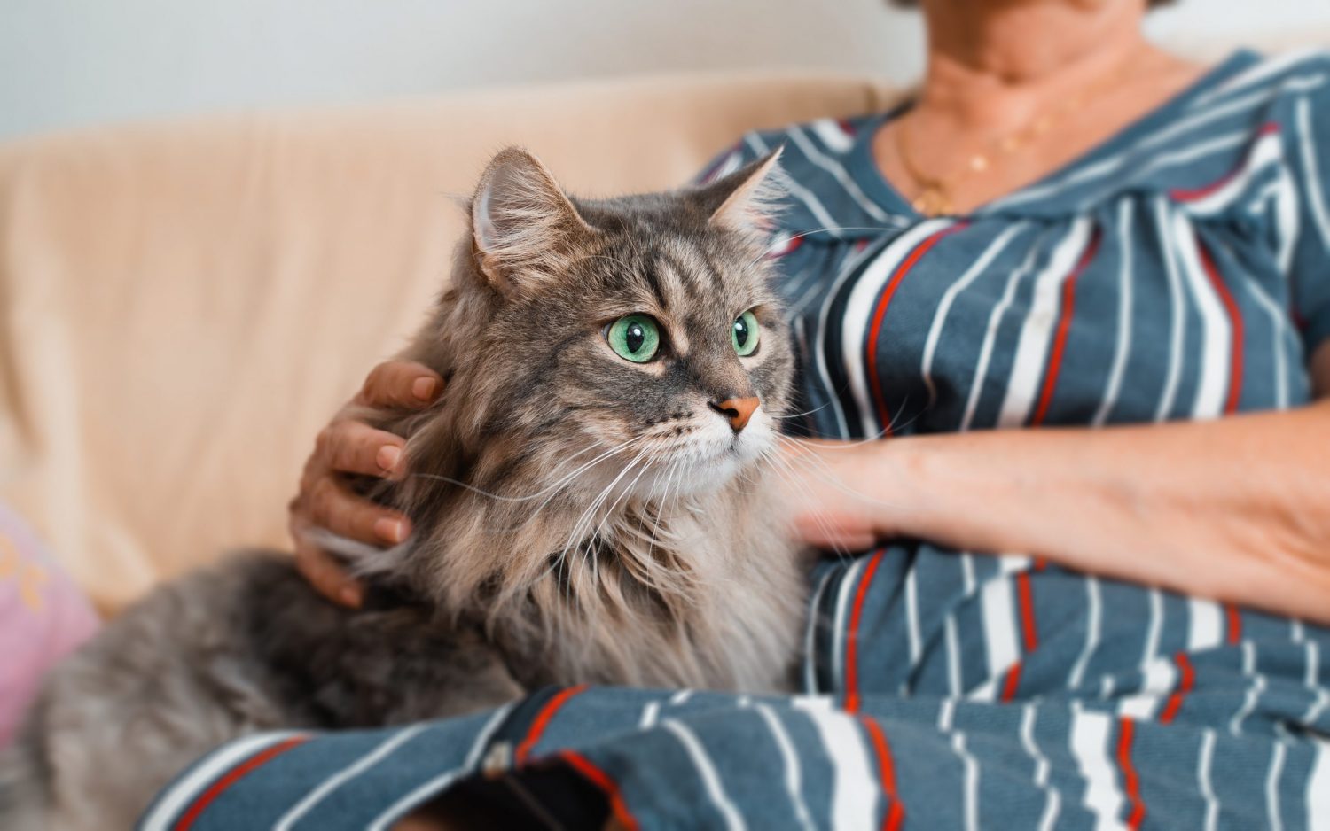Anesthesia For Cats