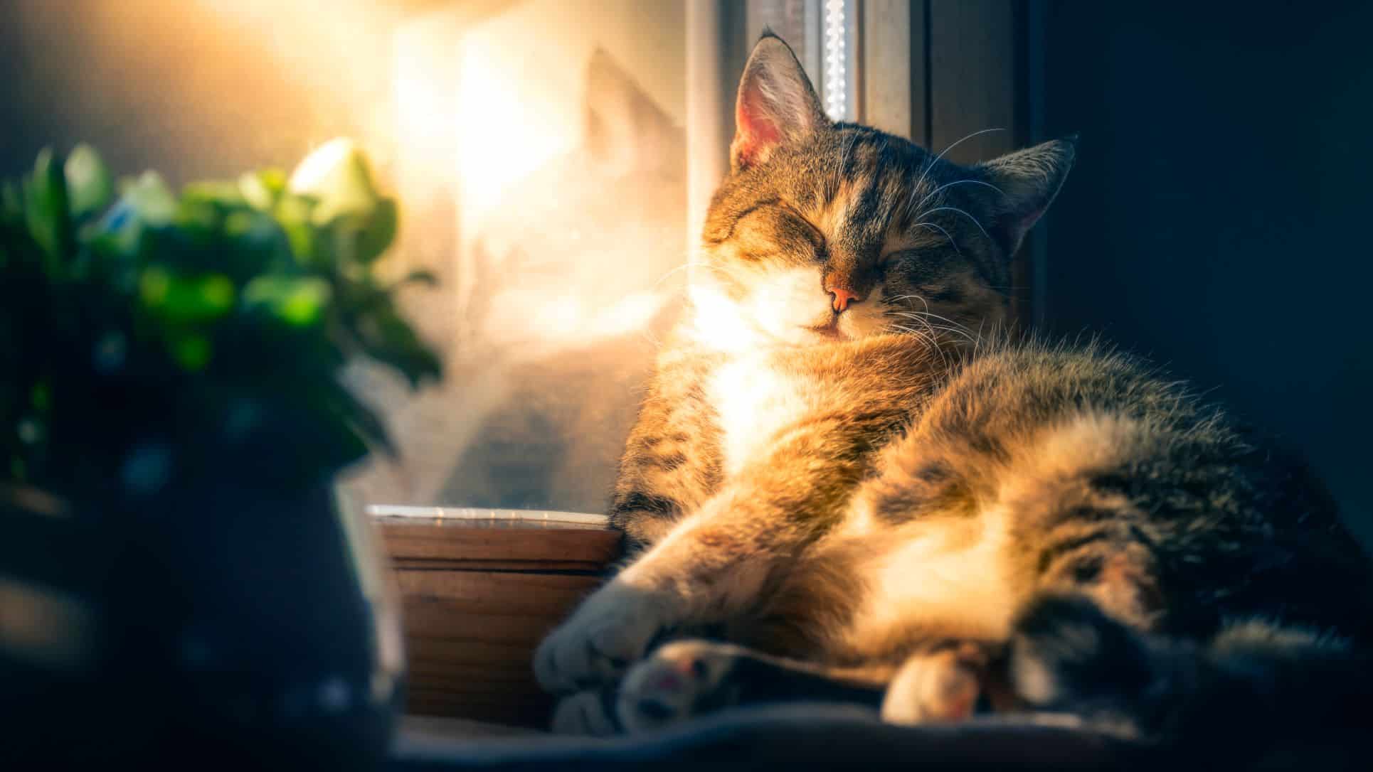 Feline Osteo-Arthritis