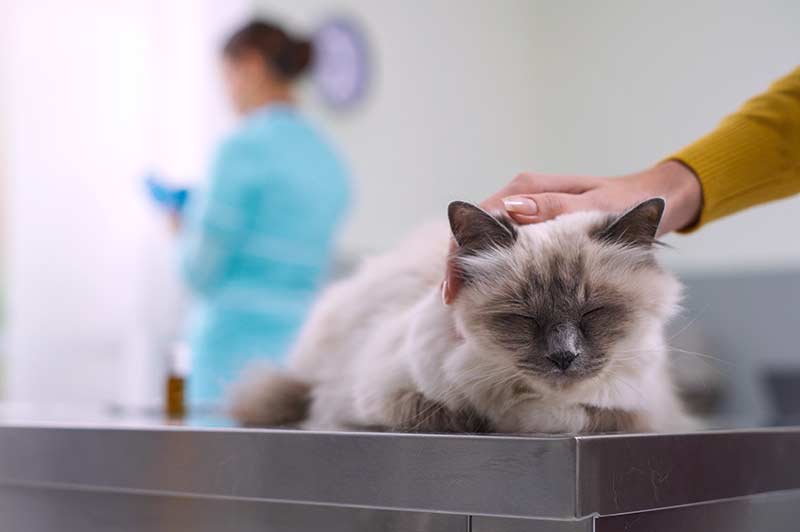 Hospice / End-of-Life Care