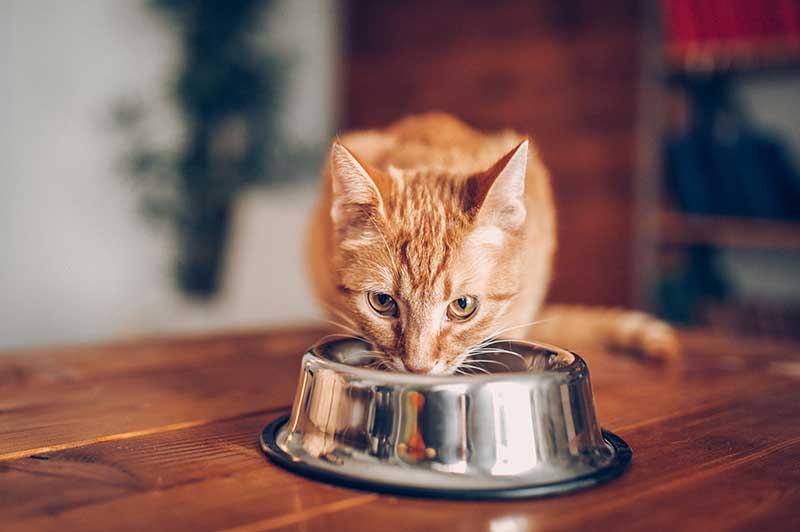 Cat Food Suppliers