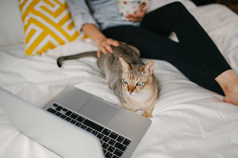 Informational Videos