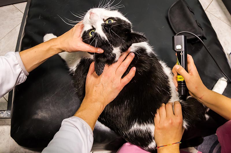 Wellness and Preventive Care