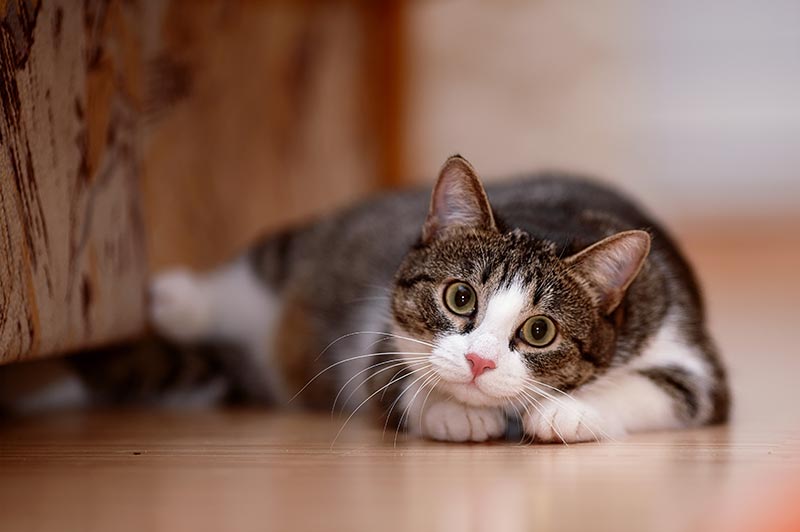 Cats are not small dogs