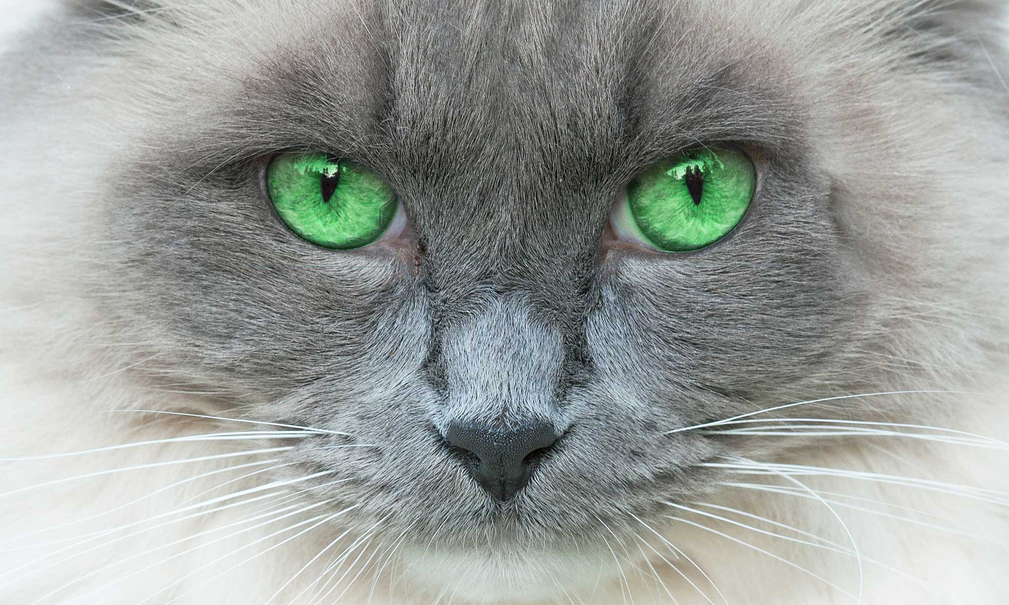 Uniquely Cats Veterinary Center