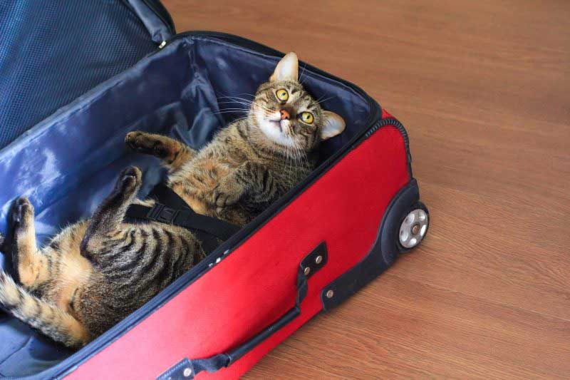 A cat in a suitcase