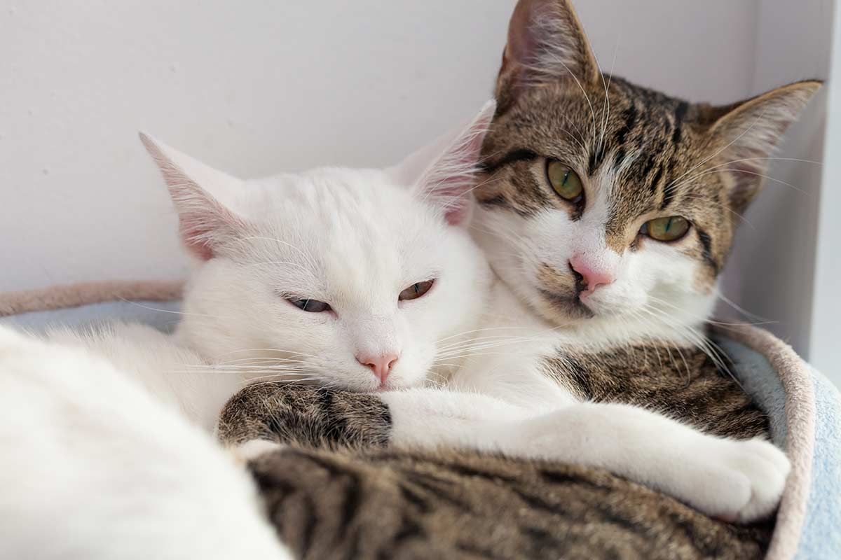 Cats cuddling