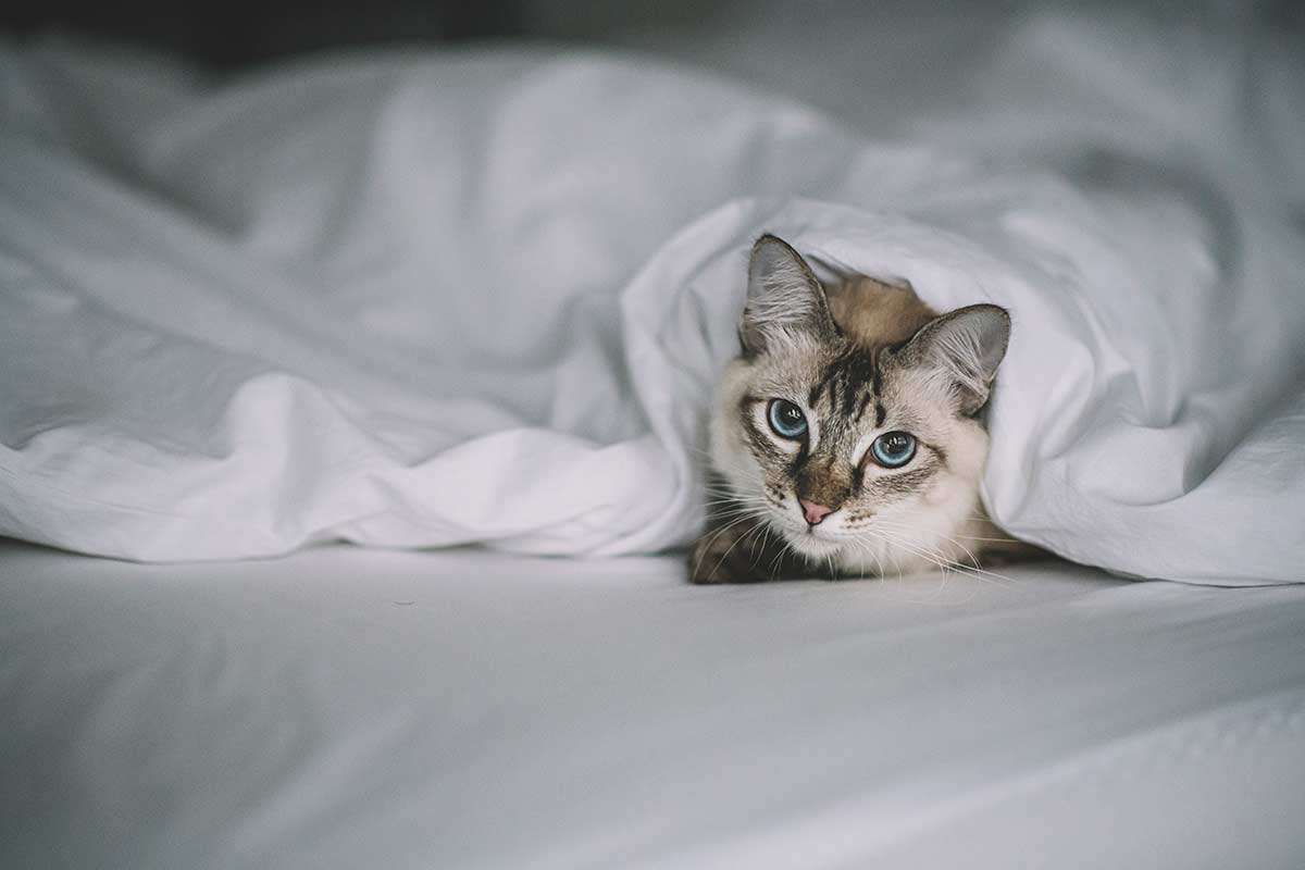 Cat curled up in a bed