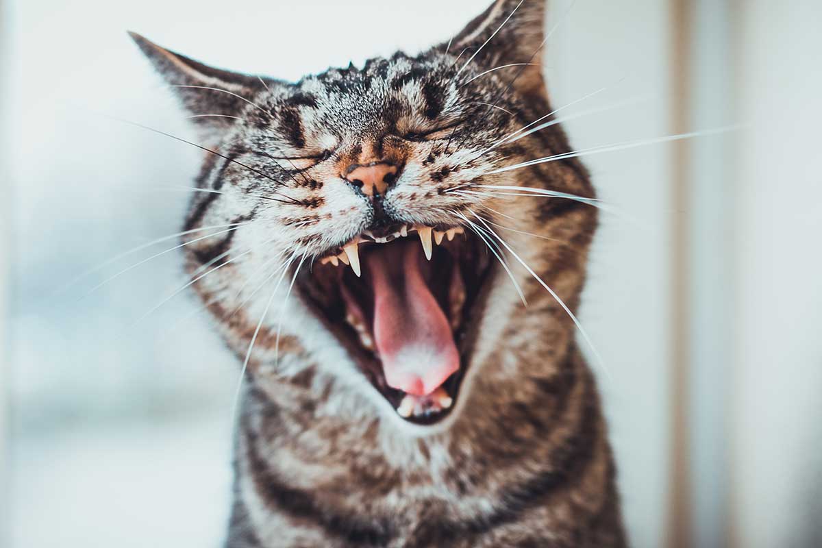 Cat showing off its teeth