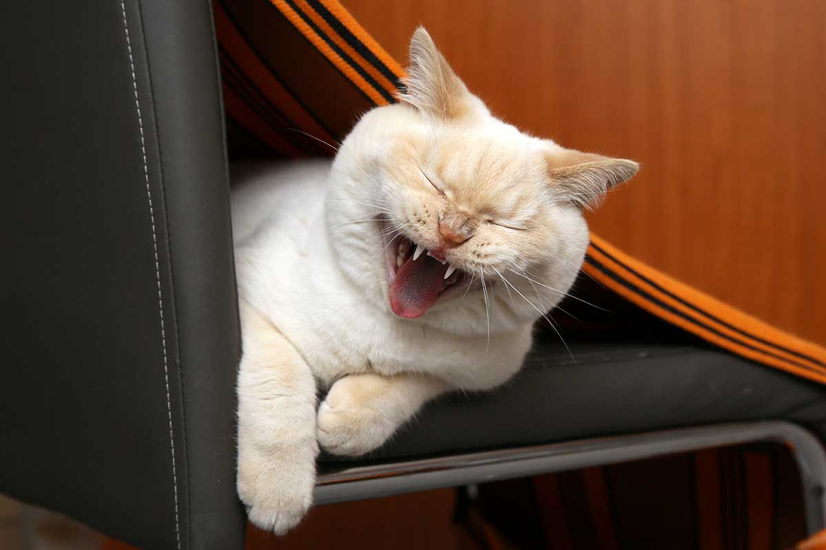 Cat sitting in a leather chair