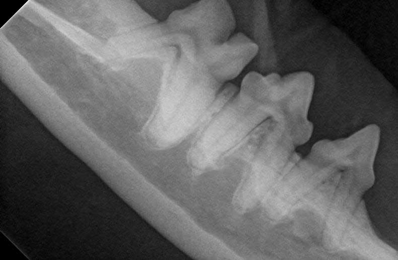 Dental Radiography