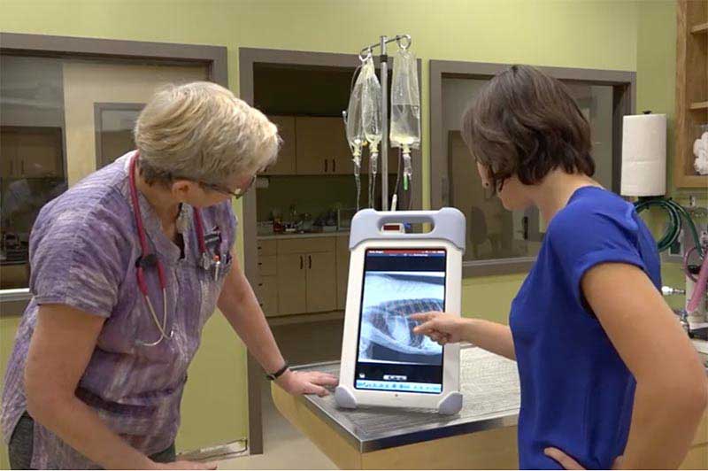 Our team diagnosing an illness