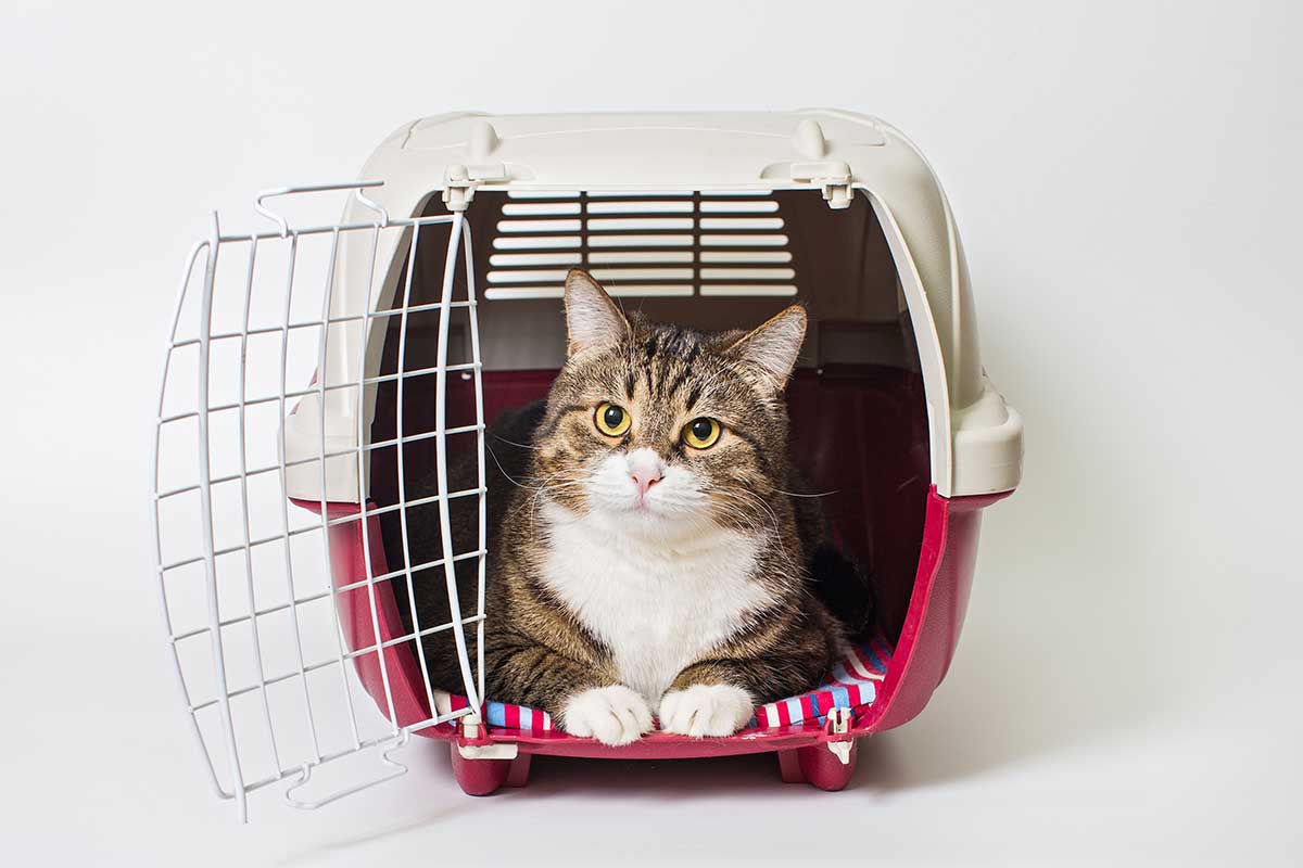 Cat in a cat carrier