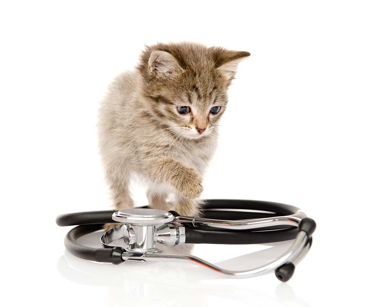 A kitten with a stethoscope