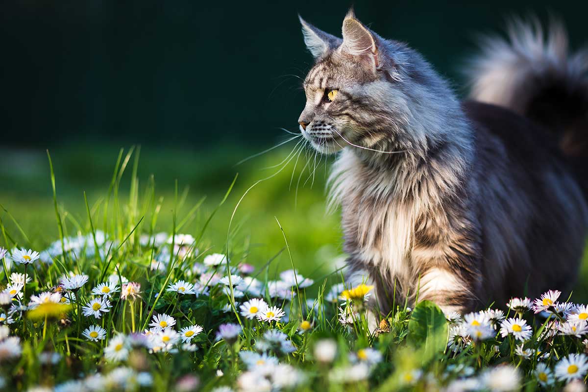 A beautiful cat in a grassy field