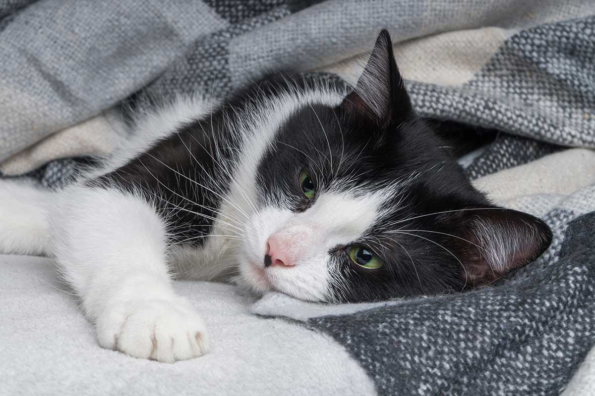 Cat laying on a bed