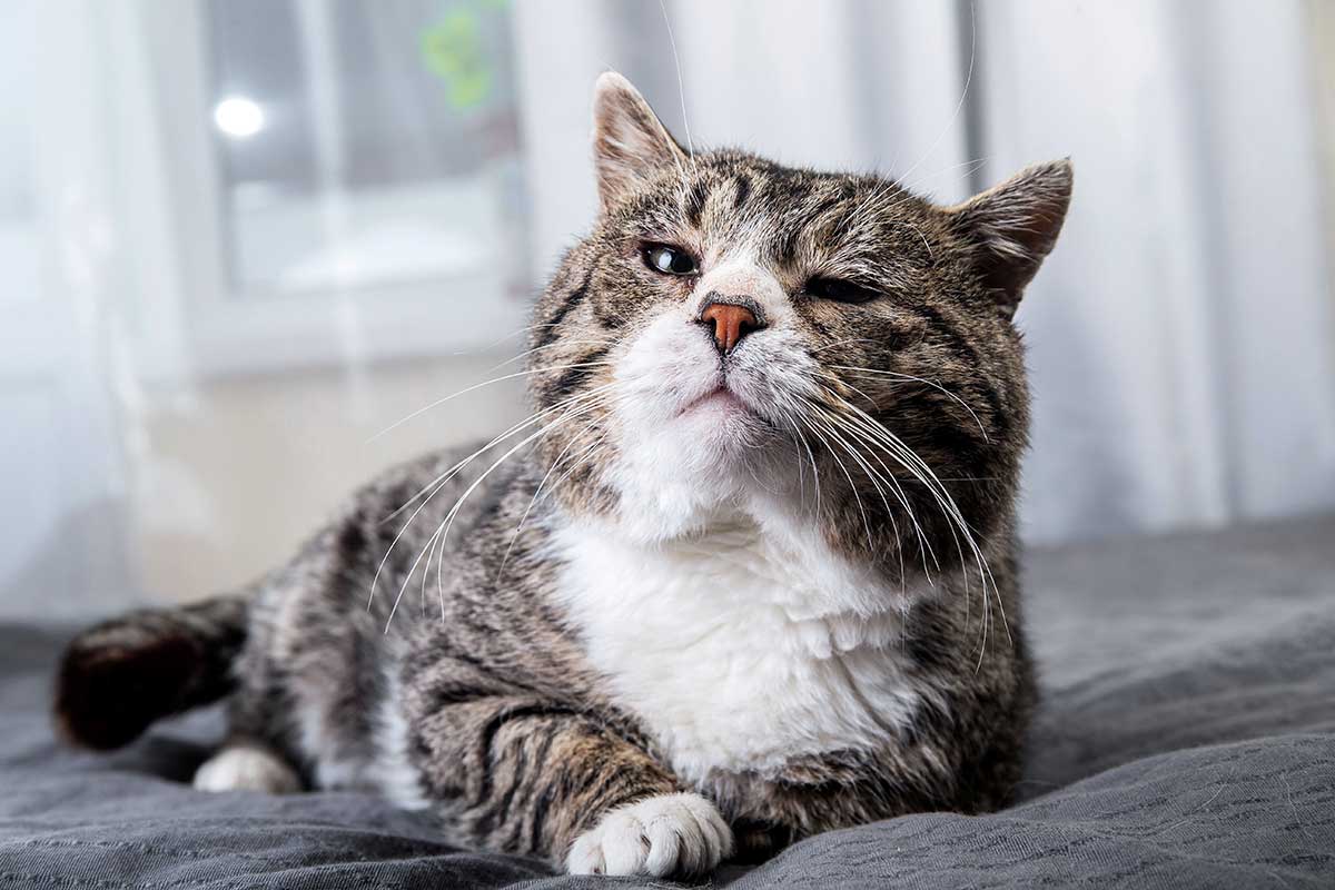 A cat looking ill