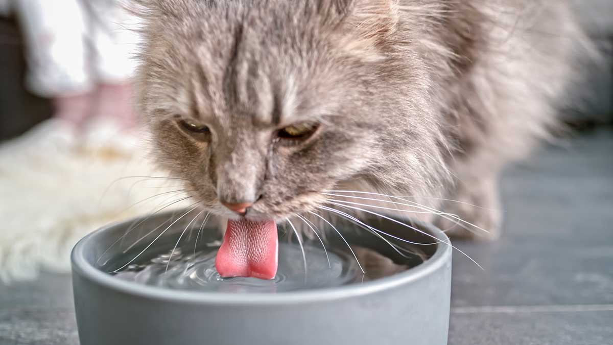 A grey cat drinking