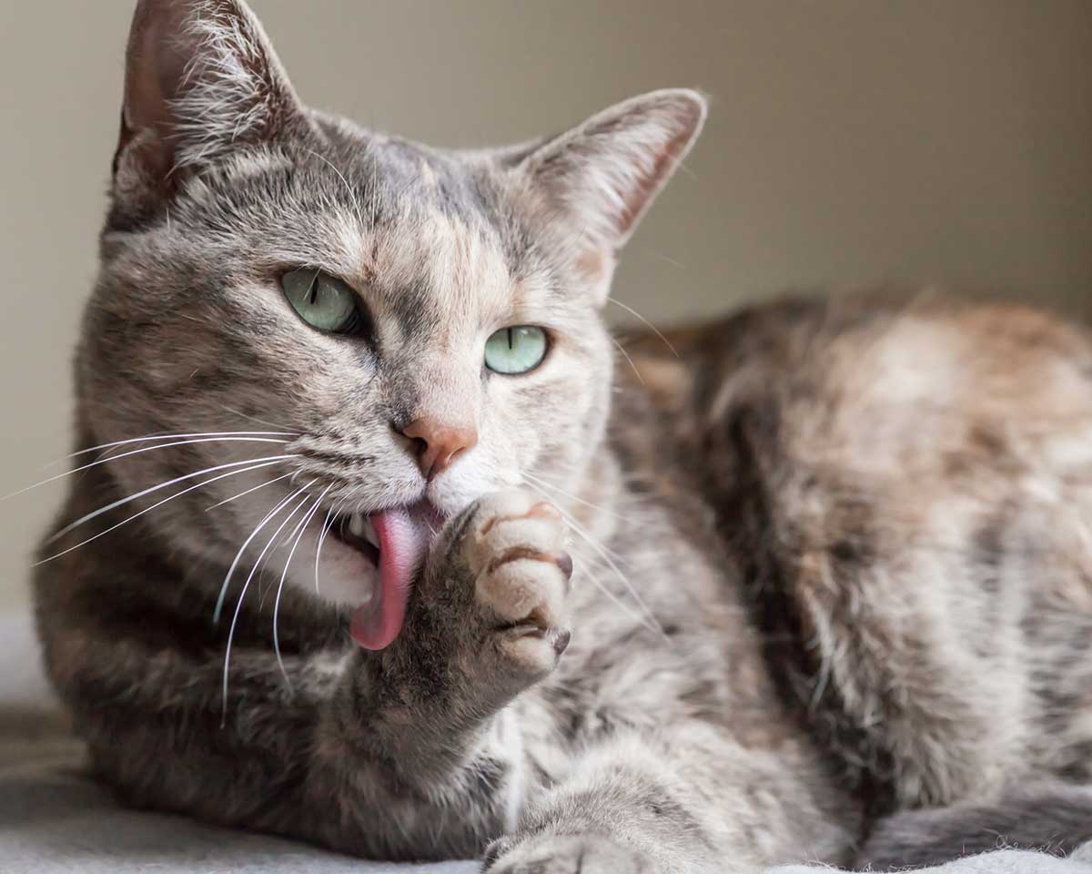 An older grey cat laying down