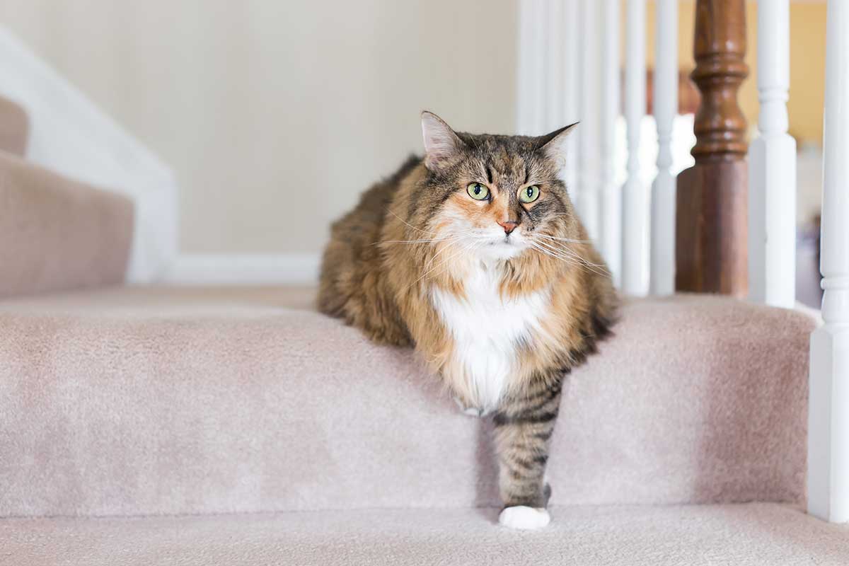 A brown and white cat laying on a couch