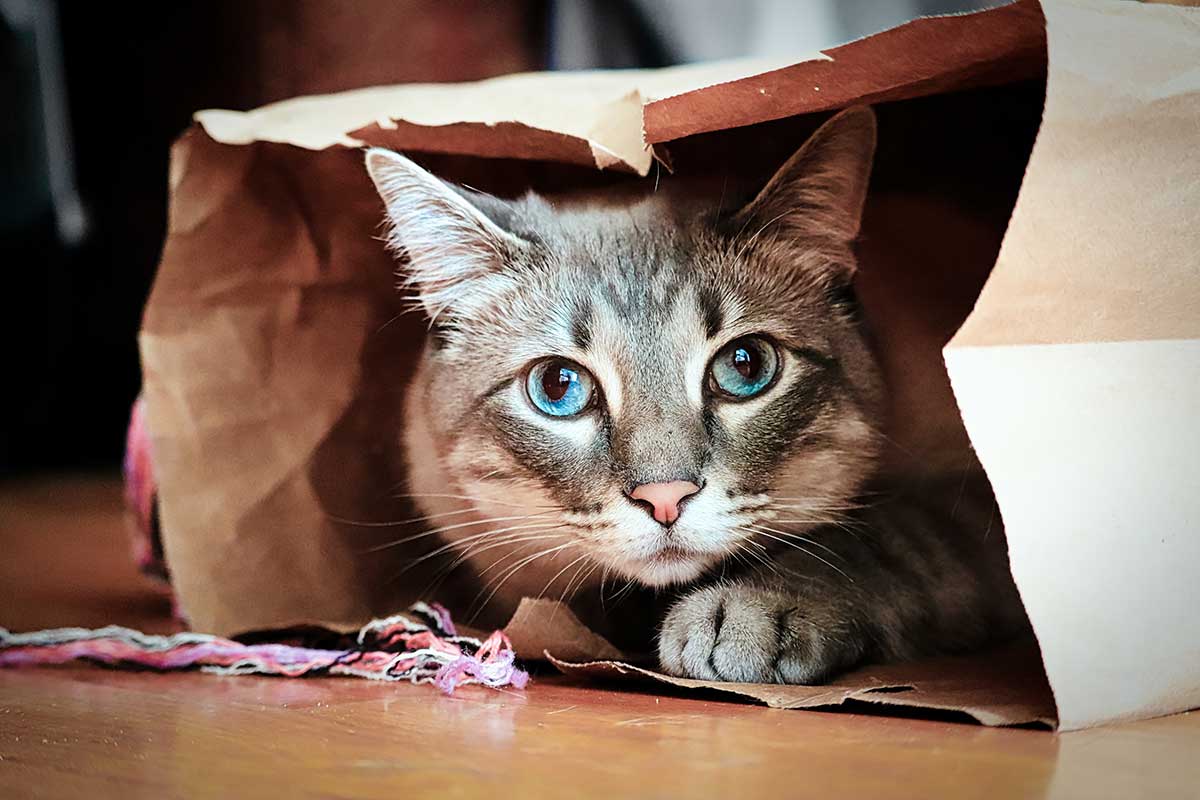 A cat hiding in a bag