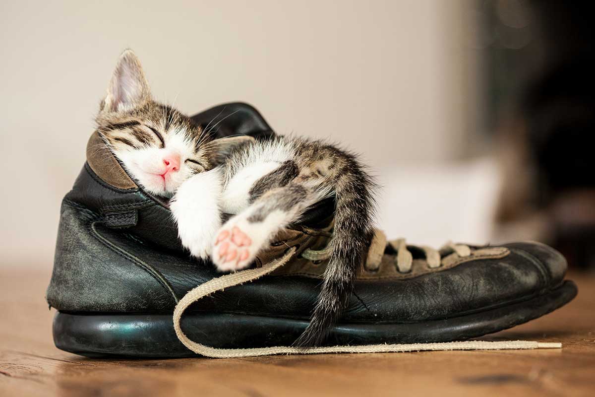 Cat sleeping in a shoe