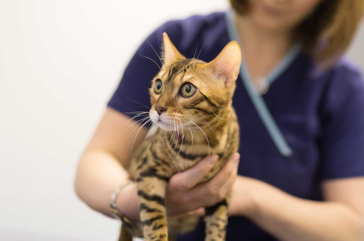 Cat being examined