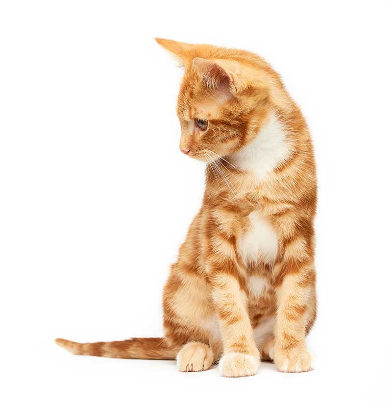 A kitten sitting